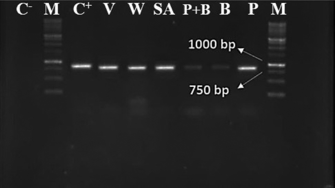 Effects of abiotic and biotic elicitors on tomato resistance to tomato brown rugose fruit virus