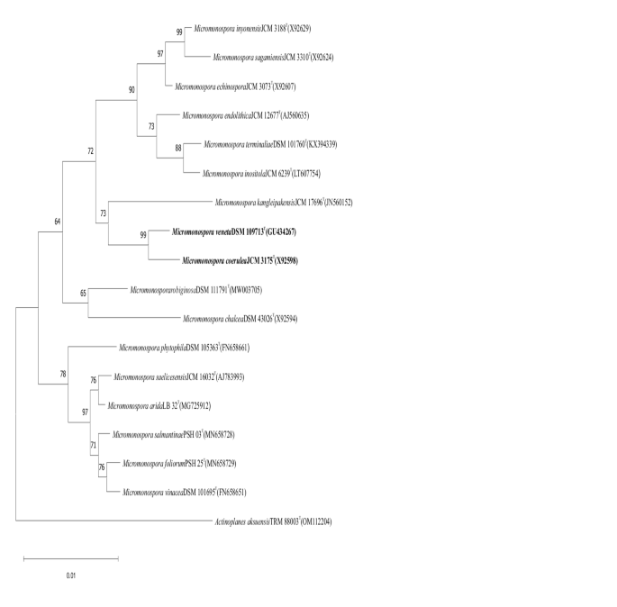 Genome-based reclassification of Micromonospora veneta Kaewkla et al. 2022 as a later heterotypic synonym of Micromonospora coerulea Jensen 1932 (Approved lists 1980)