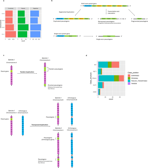 Identification and structural characterization of pseudogenes in Fusarium graminearum