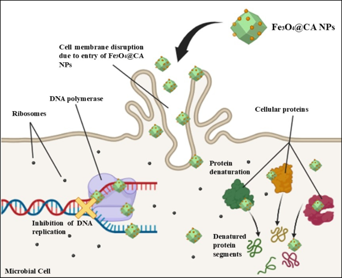 Potent antimicrobial and antibiofilm activity of citric acid coated magnetite nanoparticles for leather preservation