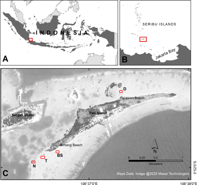 Impacts of dredging and restoration on sedimentary carbon stocks in seagrass meadows of Pari Island, Indonesia