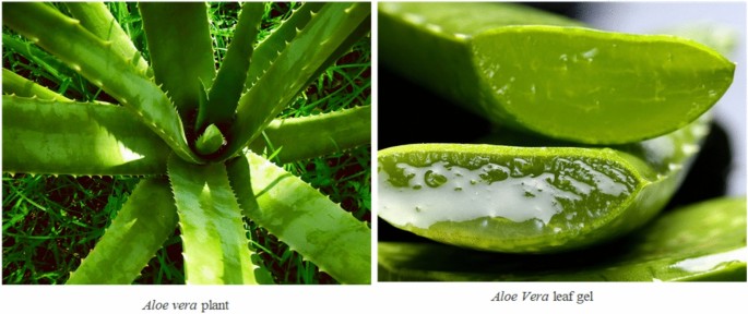 Aloe vera leaf extract as a sustainable route for silver nanoparticle synthesis with enhanced antimicrobial activity