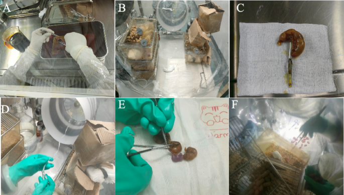 Optimized cesarean techniques, IVF use, and foster strain selection enhance germ-free mouse production efficiency
