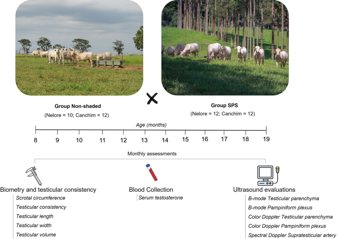 Ultrasonographic evaluation of testicular and Pampiniform plexus characteristics in young bulls under different microclimatic conditions in a tropical environment