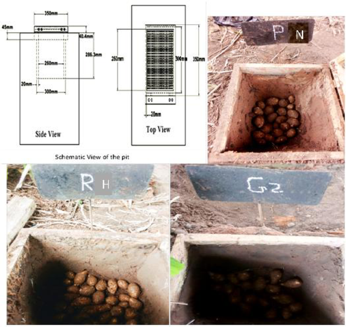 Sustainable storage of Cocoyam Cormels using Ash lined clay pits for post harvest preservation