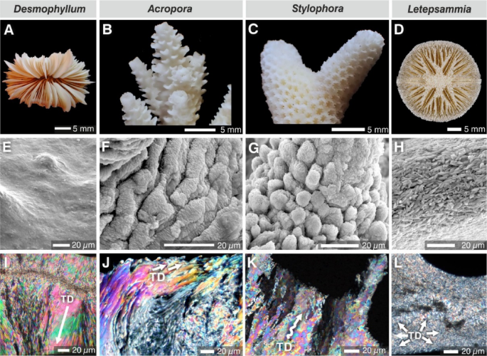 Rapid isotopic exchange in mineralogically unaltered coral skeletons