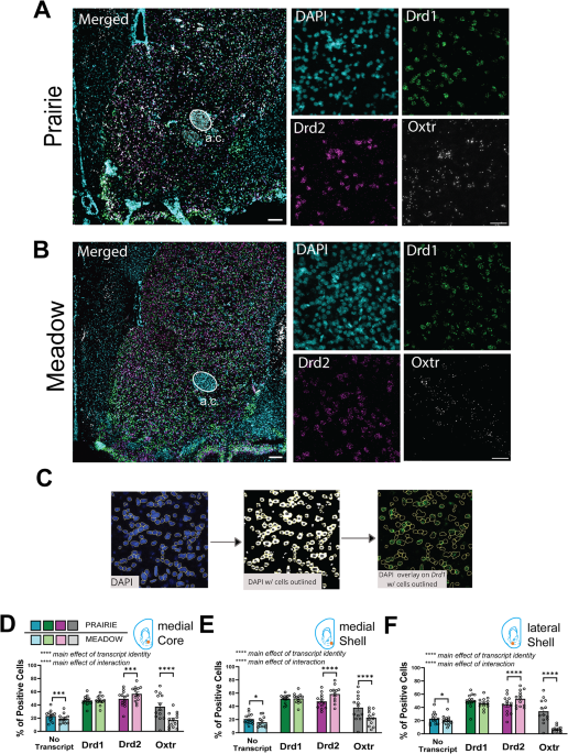 Mapping the cellular basis of species differences in oxytocin and dopamine receptor expression in the vole nucleus accumbens