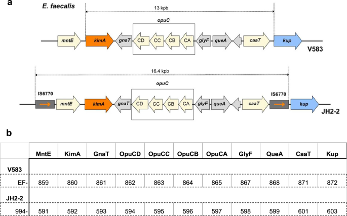 Dissecting the contribution of Kup and KimA to Enterococcus faecalis potassium homeostasis