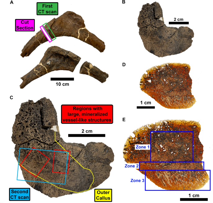 In situ analysis of vascular structures in fractured Tyrannosaurus rex rib