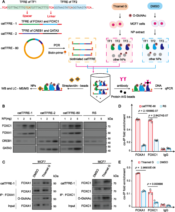 DNA probe pulldown screening uncovers O-GlcNAcylation modulation of transcription factor DNA interactions