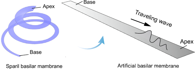Theoretical and experimental study on traveling wave propagation characteristics of artificial basilar membrane