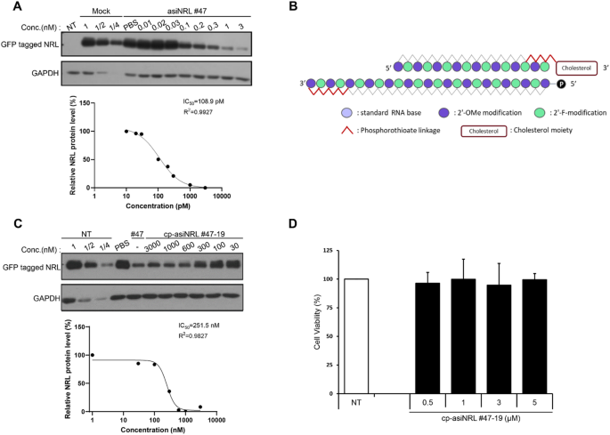In vivo efficacy of NRL knockdown with cell-penetrating siRNA in retinal degeneration