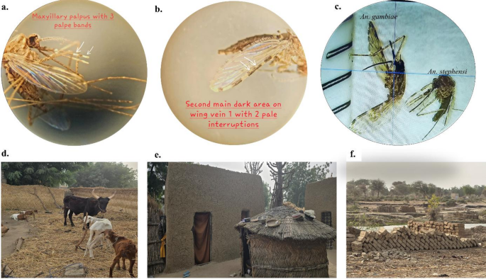 First detection and entomological characterisation of invasive malaria vector Anopheles stephensi in sympatry with other vectors in Gayi Southern Niger Republic