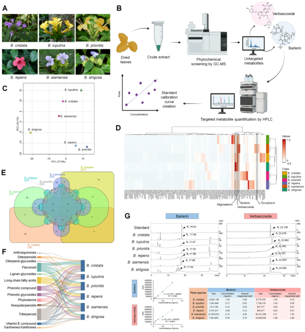 Barleria extracts containing barlerin and verbascoside boost immunity and regulate CYP450 gene in prostate cancer