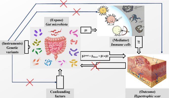 Gut microbiota constituents may affect hypertrophic scarring risk through interaction with specific immune cells in a two-step, two-sample Mendelian randomization study