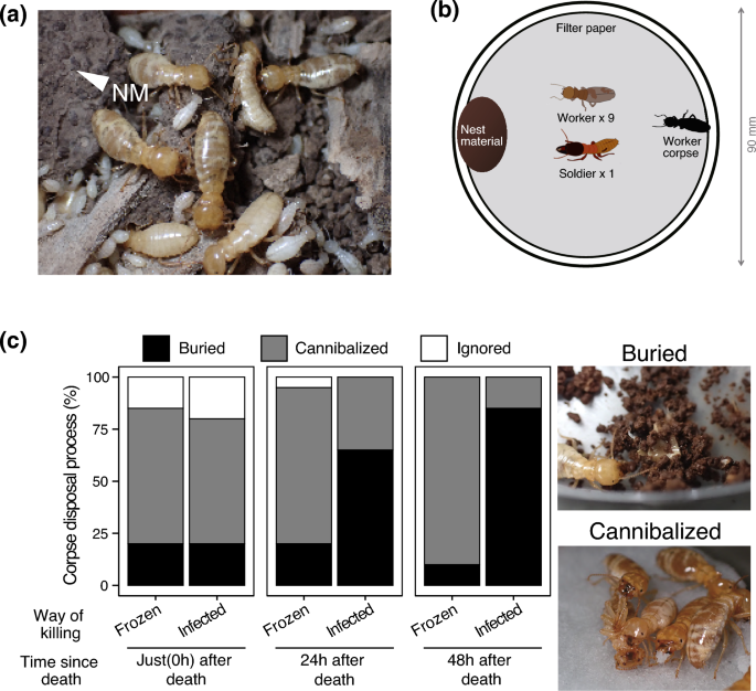 Termite antimicrobial defense through interaction with symbiotic microorganisms in nest materials