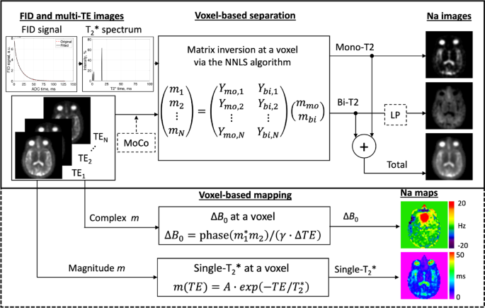 Single-quantum sodium MRI at 3 T for separation of mono- and bi-T2 sodium signals