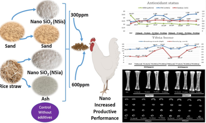 Influence of nano silicon dioxide from sand and rice straw ash on broiler productivity, antioxidant status and bone quality
