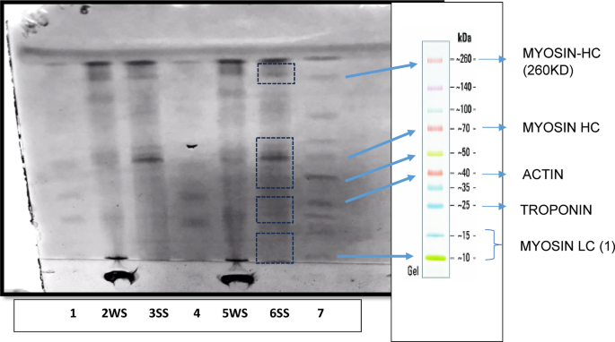Nutritional and functional properties of underutilized shellfish (molluscs), limpet (Patella vulgata)