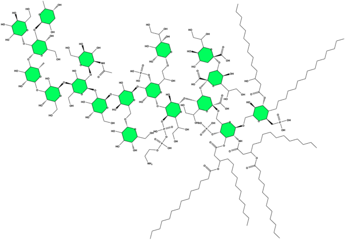 Structure-based design of an antibacterial peptide from the Myotoxin II sequence, evaluating its effectiveness against Gram-negative bacteria and its safety