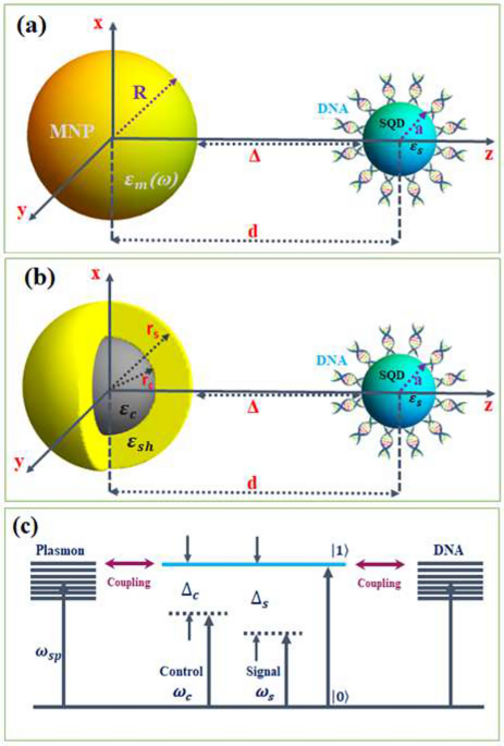 Study of nonlinear optical absorption and optical sideband generation in a hybrid plasmonic nanoparticle-quantum dot-DNA system in the presence of two optical fields