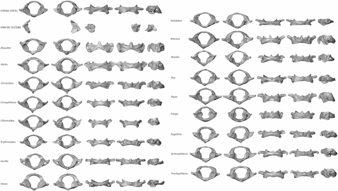 New insights into the first cervical vertebrae of Otavipithecus and Nacholapithecus