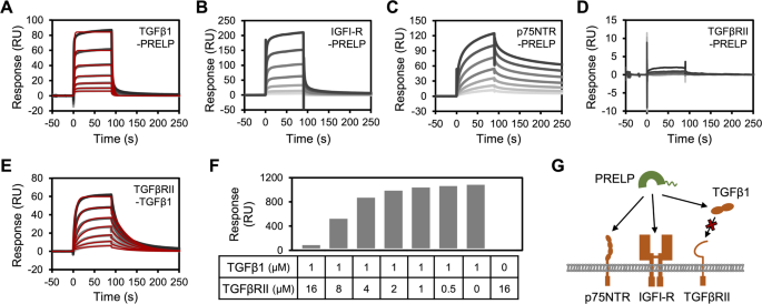 PRELP functions via multiple interactions with intrinsically weak affinity relying on ECM anchoring and remodeling