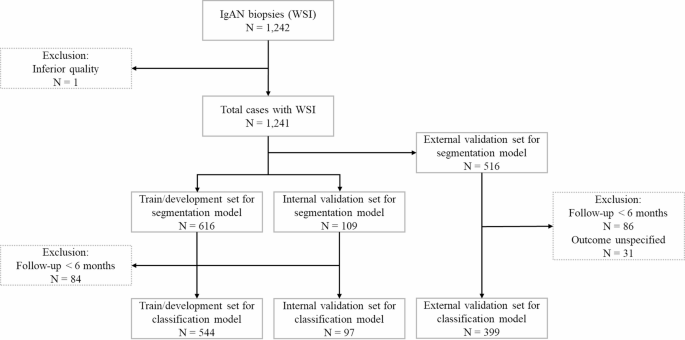 Deep learning-based quantitative analysis of glomerular morphology in IgA nephropathy whole slide images and its prognostic implications