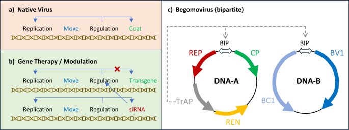 A geminivirus attenuation vector for crop protection using episomal plant gene therapy