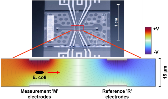 Investigating the effects of plasma-activated water on E. coli with the novel application of single-cell impedance flow cytometry