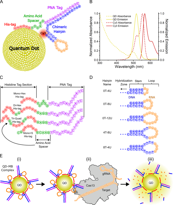 Quantum dot molecular beacons achieve sub-10 pM CRISPR-Cas detection in field-ready assays