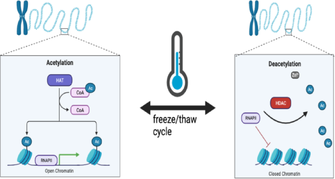 Contribution of reversible histone acetylation to freeze tolerance and recovery in wood frog kidneys