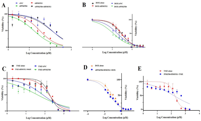 Targeting the proliferation of glioblastoma cells and enhancement of doxorubicin and temozolomide cytotoxicity through inhibition of PFKFB4 and HMOX1 genes with siRNAs