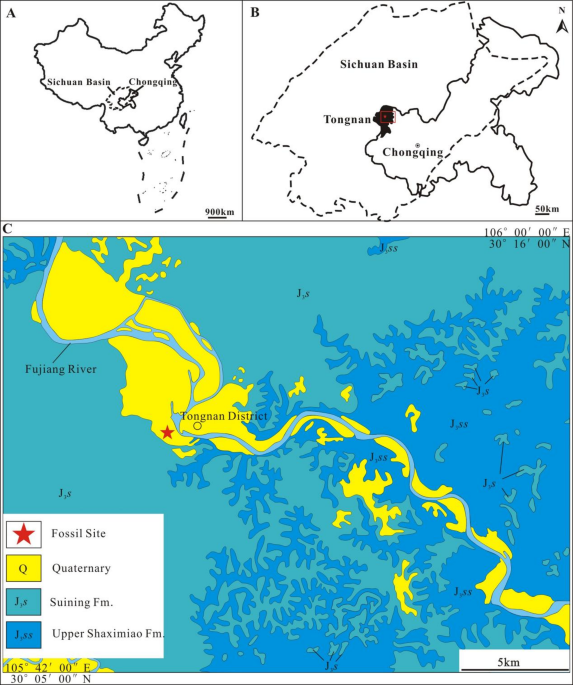 A new mamenchisaurid from the Upper Jurassic Suining Formation of the Sichuan Basin in China and its implication on sauropod gigantism