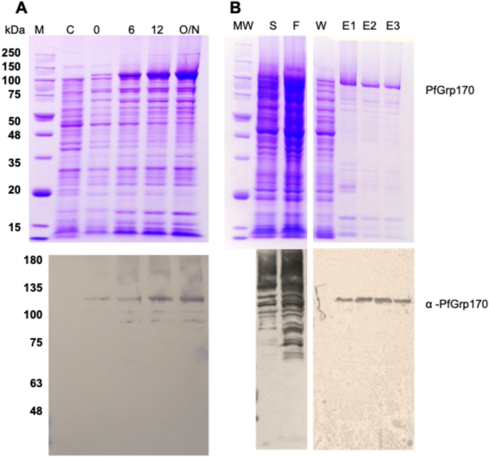 Biochemical and biophysical characterization of Plasmodium falciparum glucose regulated protein 170