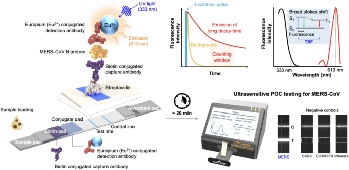 Development of a time-resolved fluorescence-based lateral flow immunoassay for rapid and sensitive diagnosis of Middle East respiratory syndrome
