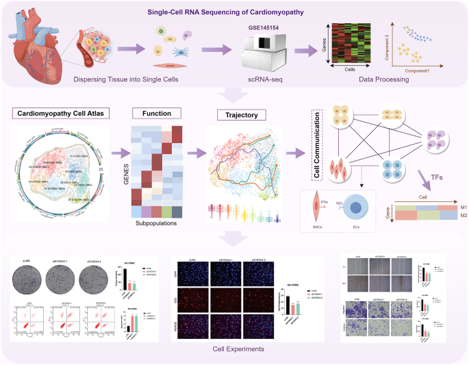 Identification of a key smooth muscle cell subset driving ischemic cardiomyopathy progression through single-cell RNA sequencing