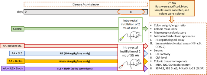 Biotin/sulfasalazine combination therapy alleviates acetic acid-induced ulcerative colitis in rats via modulation of S1PR1/NF-κB/IL-23/STAT3/COX-2 axis