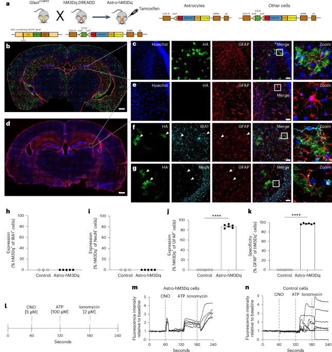 Characterization of a novel transgenic mouse model to investigate brain-wide activation of astrocyte Gq signaling