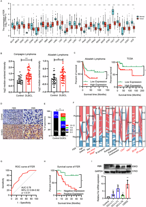Exosome- transported FER inhibitor suppresses progression of diffuse large B-cell lymphoma via regulating AJUBA/Hippo axis
