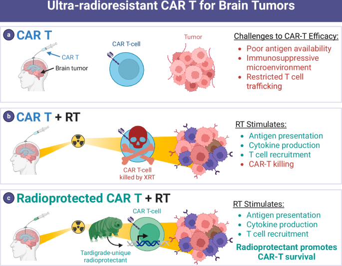 Enhancing adoptive cell therapy: future strategies for immune cell radioprotection in neuro-oncology