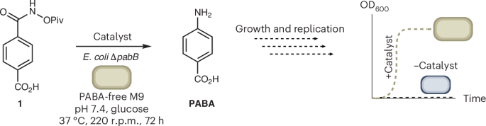Biocompatible Lossen rearrangement | Nature Catalysis