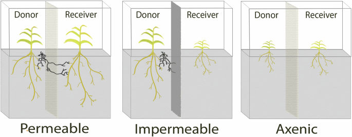 Evidence for common fungal networks among plants formed by a Dark Septate Endophyte in Sorghum bicolor