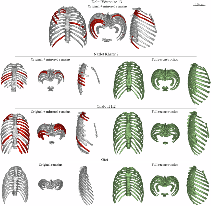 Fossil ribcages of Homo sapiens provide new insights into modern human evolution