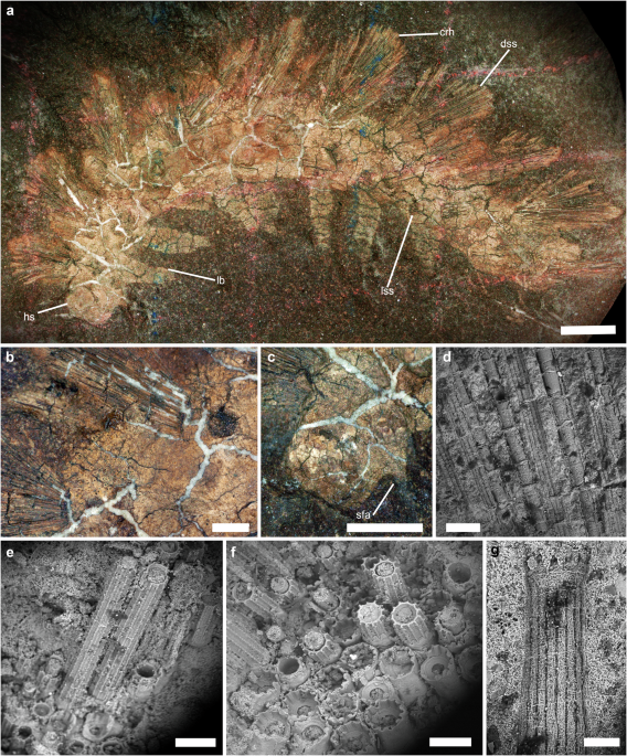 Palaeocampa anthrax, an armored freshwater lobopodian with chemical defenses from the Carboniferous