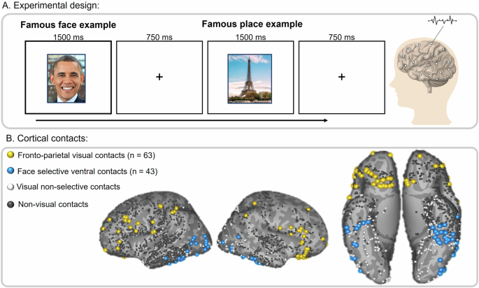 Text-related functionality and dynamics of visual human pre-frontal activations revealed through neural network convergence