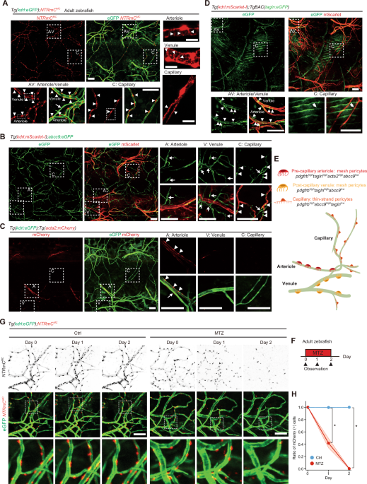 Pericyte-mediated regulation of angiogenesis during cutaneous wound healing in adult zebrafish