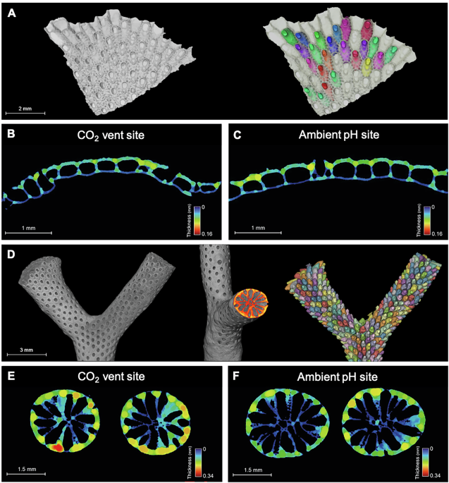 Interactive effects of ocean acidification and warming disrupt calcification and microbiome composition in bryozoans