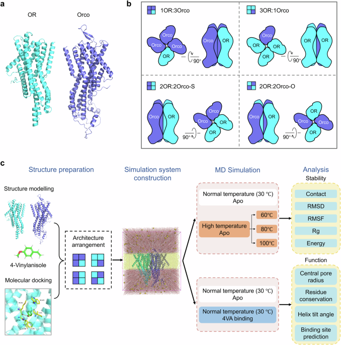 Probing the optimal architecture and molecular mechanism of insect odorant receptor heteromeric channels
