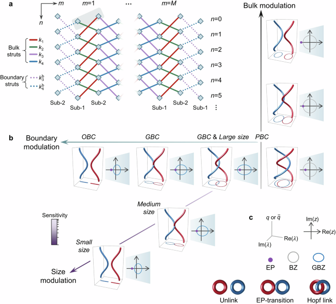 Observing non-Bloch braids and phase transitions by precise manipulation of the non-Hermitian boundary and size
